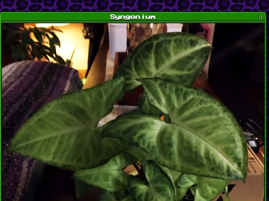 plants/2025-03-13 screenshot