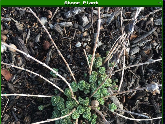 plants/2025-03-27 screenshot