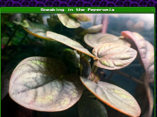 plants/2025-03-31 screenshot