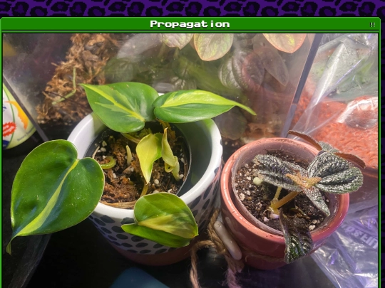 plants/2025-05-28 screenshot