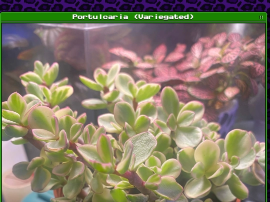 plants/2025-07-13 screenshot