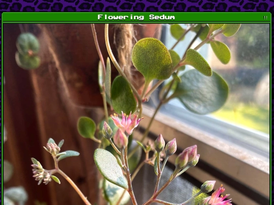 plants/2025-08-02 screenshot