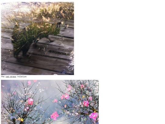 cat screenshot