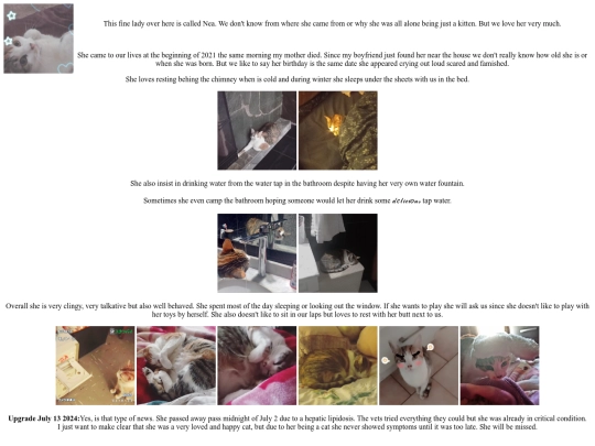 blog/cat screenshot