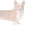 corgi.neocities.org avatar