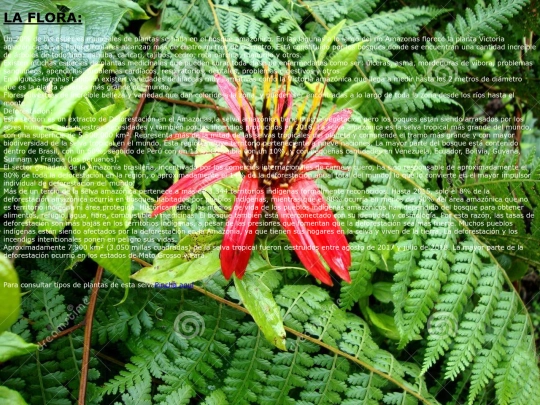 proyectotic/flora screenshot