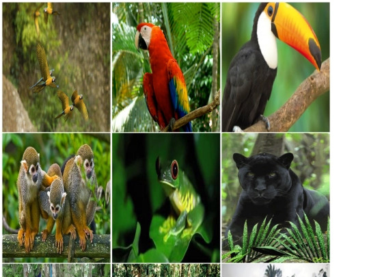 proyectotic/imagenes screenshot