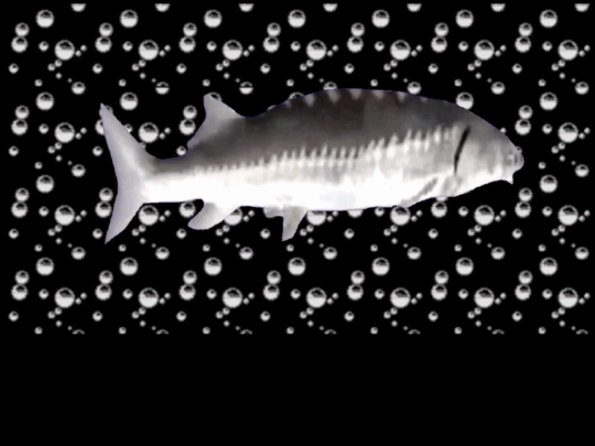 fish screenshot