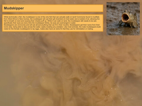Mudskipper/Mudskipper screenshot