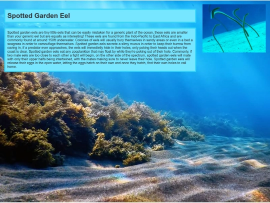 SpottedGardenEel/spottedGardenEel screenshot