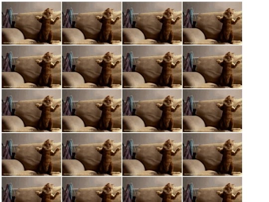 gatos screenshot