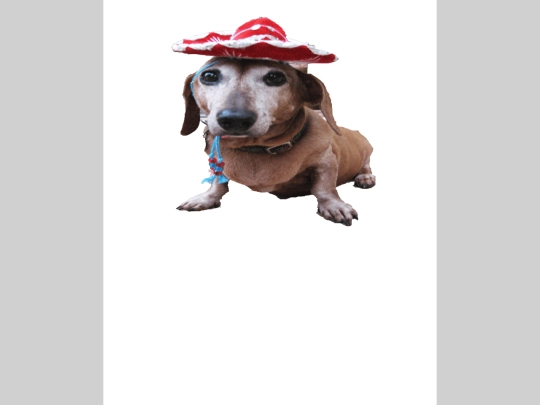 Perrito Guapo screenshot