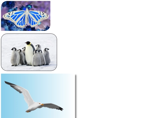 imitation-assignment/imitation screenshot