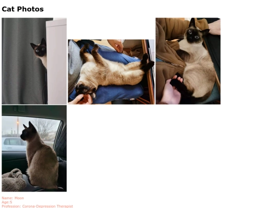 cat screenshot