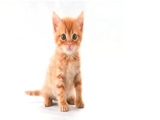 catkitty screenshot