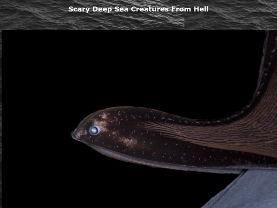 gulper screenshot