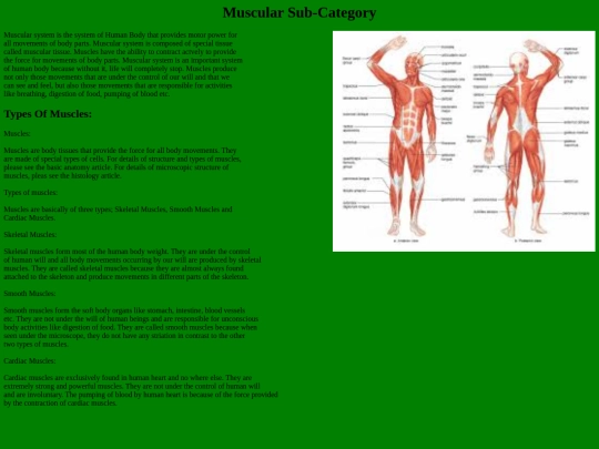 Muscular-Subcategory screenshot
