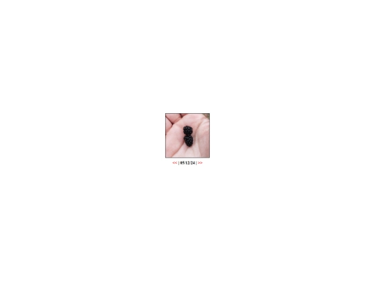 blog/daily/051224 screenshot