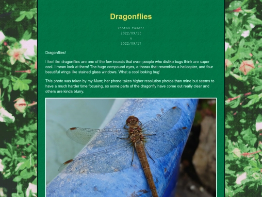 bugblog/2022/summer/dragonflies/dragonflies screenshot