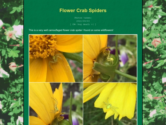 bugblog/2022/summer/flowercrabspider/flowercrabspider screenshot