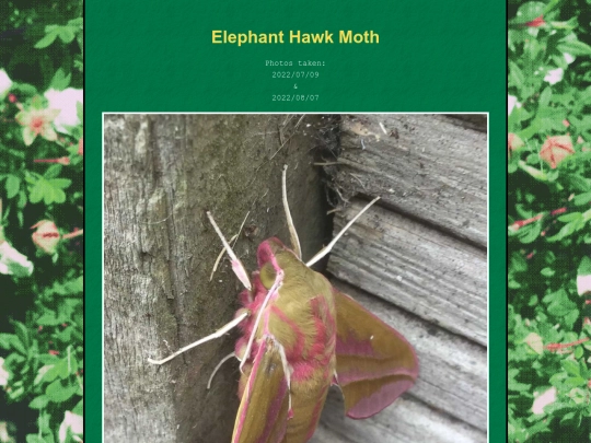 bugblog/2022/summer/hawkmoth/hawkmoth screenshot
