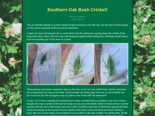 bugblog/2022/summer/katydid/katydid screenshot