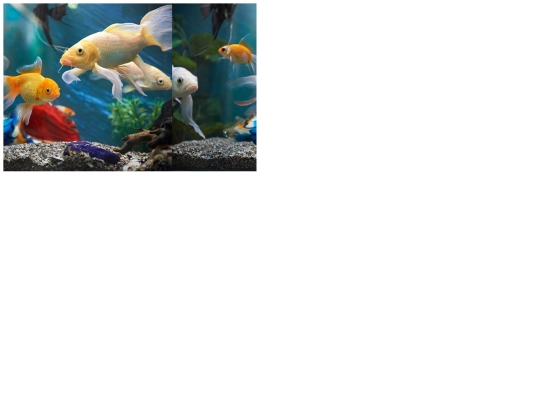 Fish-Puzzle screenshot