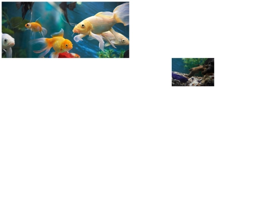 Fish-Two screenshot