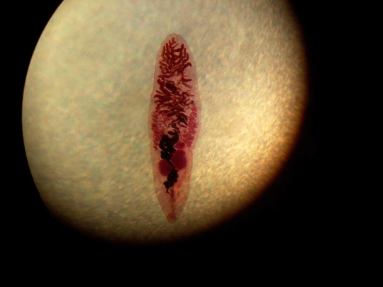 parasites screenshot