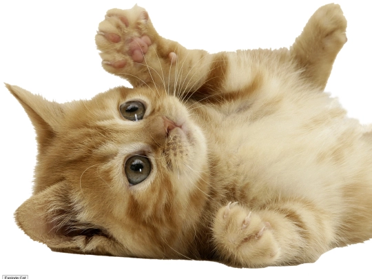 catblowup screenshot