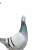 i love pigeons avatar
