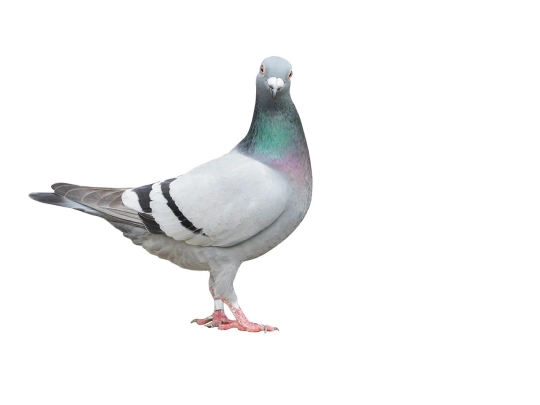 pigeons screenshot