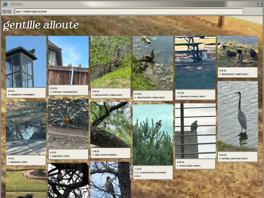 photography/bird-photos screenshot