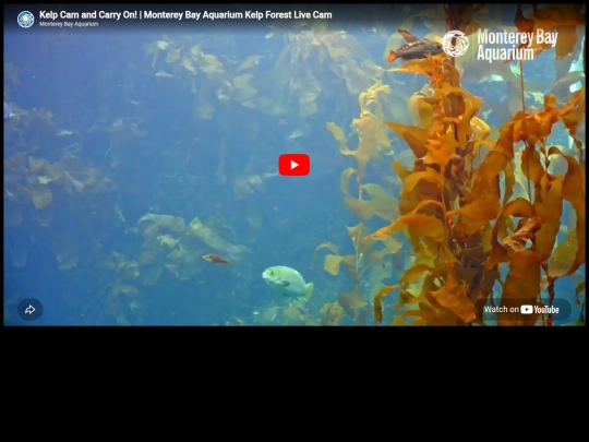 links/feesh screenshot