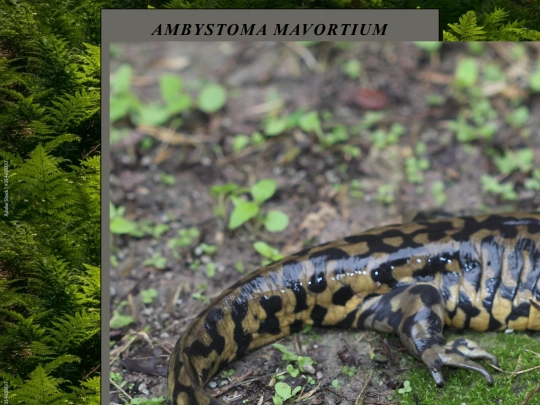 AmbystomaMavortium screenshot