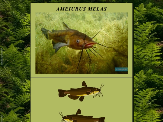 AmeiurusMelas screenshot