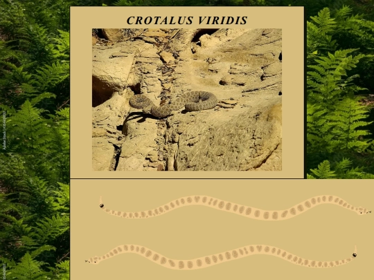 CrotalusViridis screenshot