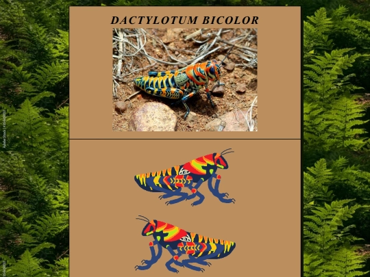 DactylotumBicolor screenshot