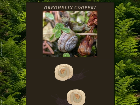 OreohelixCooperi screenshot
