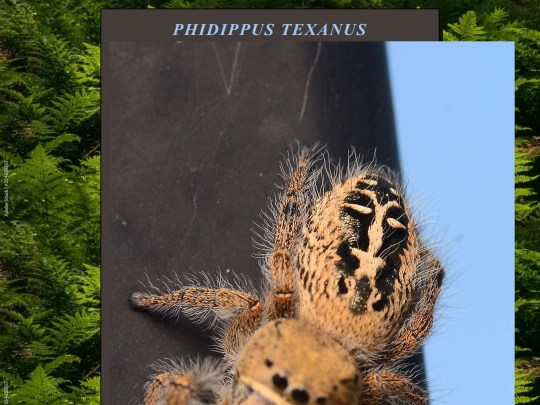 PhidippusTexanus screenshot