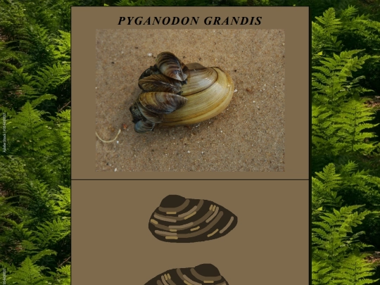 PyganodonGrandis screenshot