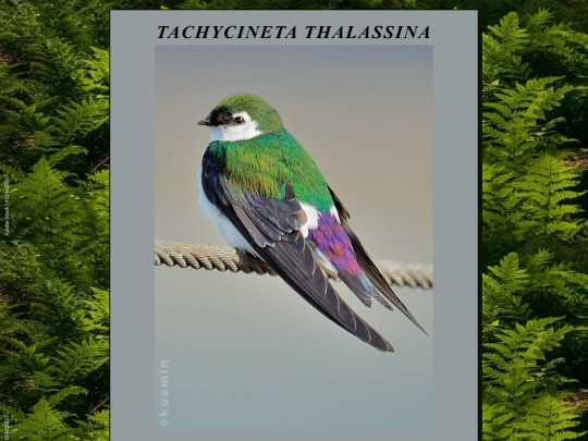 TachycinetaThalassina screenshot