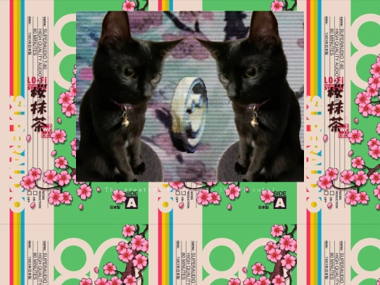 サブページ/TheCutestCatToEverCute screenshot