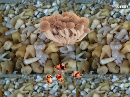 TOOTH screenshot