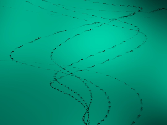 birds screenshot