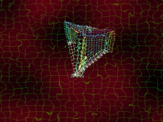 morphgrid screenshot