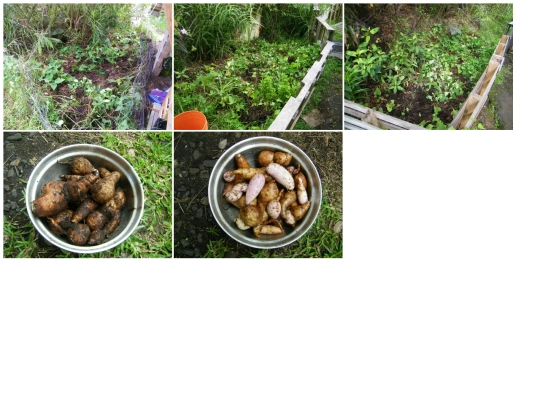 photo/potatoes-apr-2020 screenshot