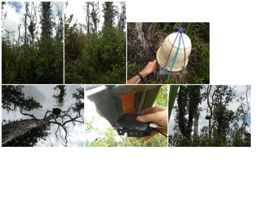 photo/tree-net-apr-2019 screenshot