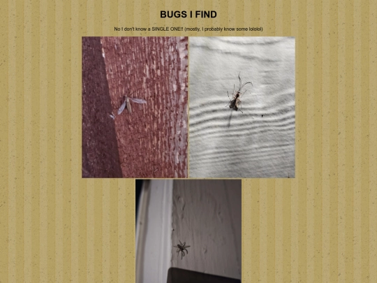 Roach/roachs-bugs screenshot