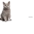 spin the cat avatar